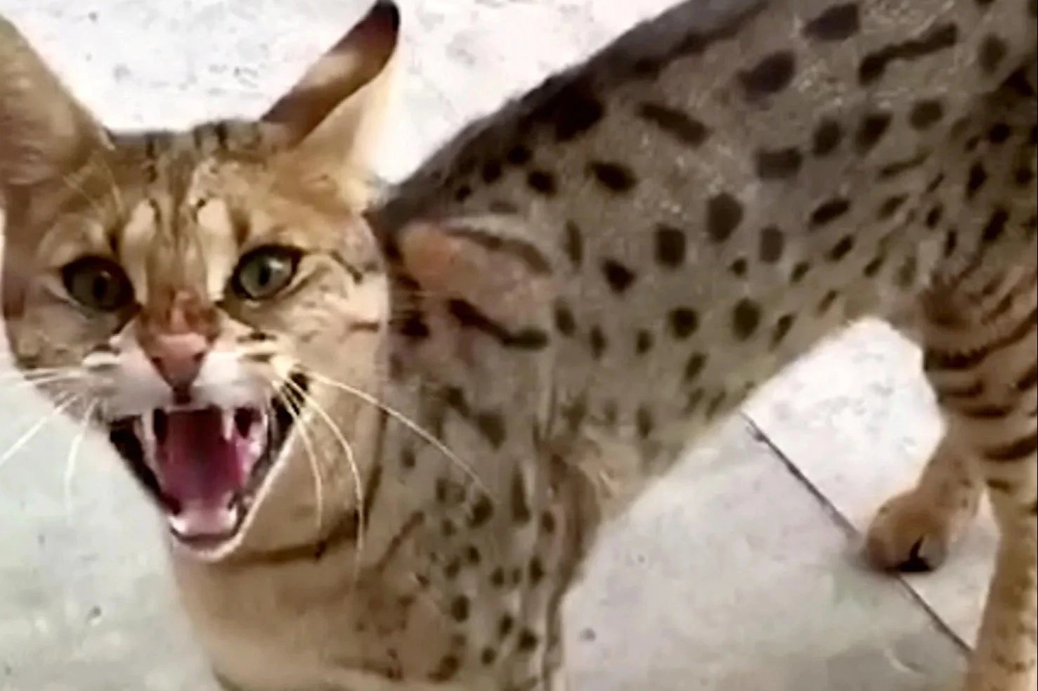 Rise of ‘psycho’ cats - domestic pets crossed with wild animals prowling UK