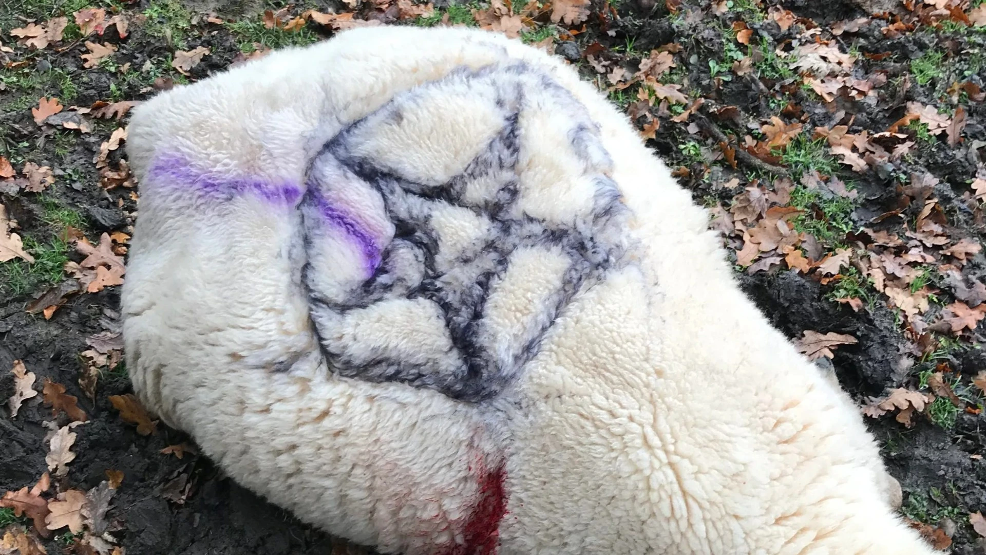 Man arrested over 'sadistic' animal killings after fears of 'Satanic cult'