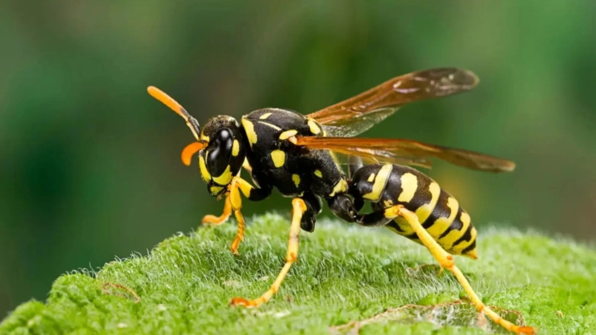 The clever paper bag hack that deters wasps - so effective at keeping them away