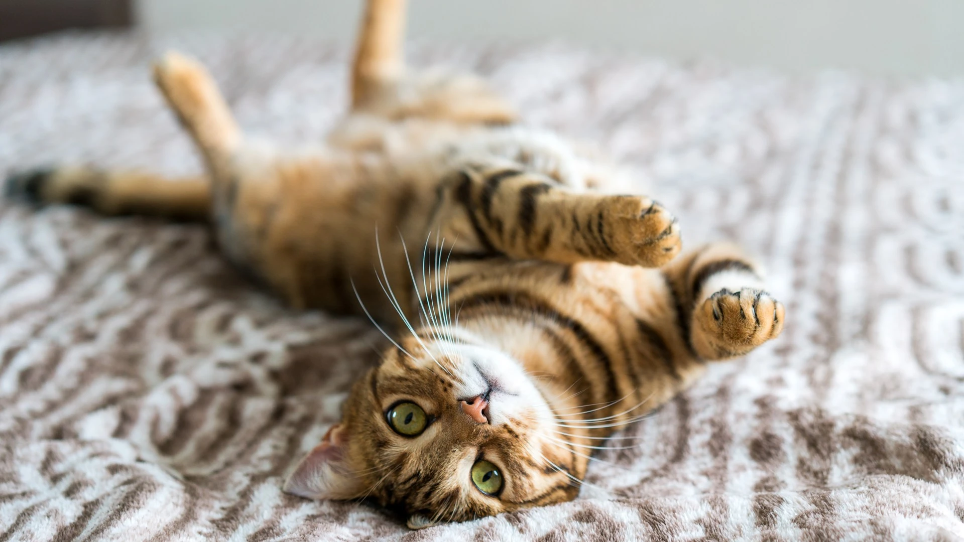 From wildlife ponds to rabbits in hot weather - your pet queries answered