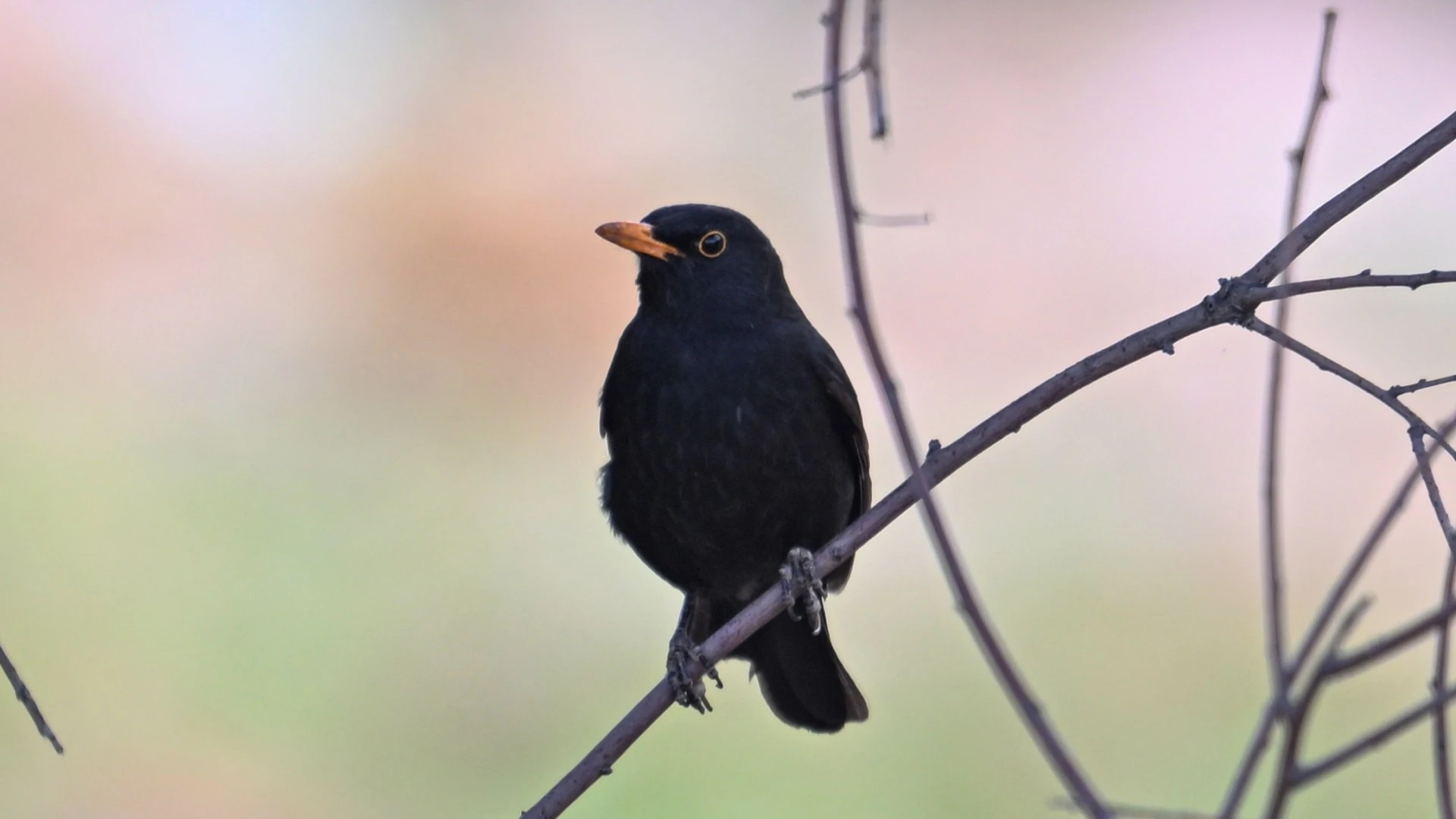 Warning to anyone who sees blackbirds in garden this summer over deadly virus