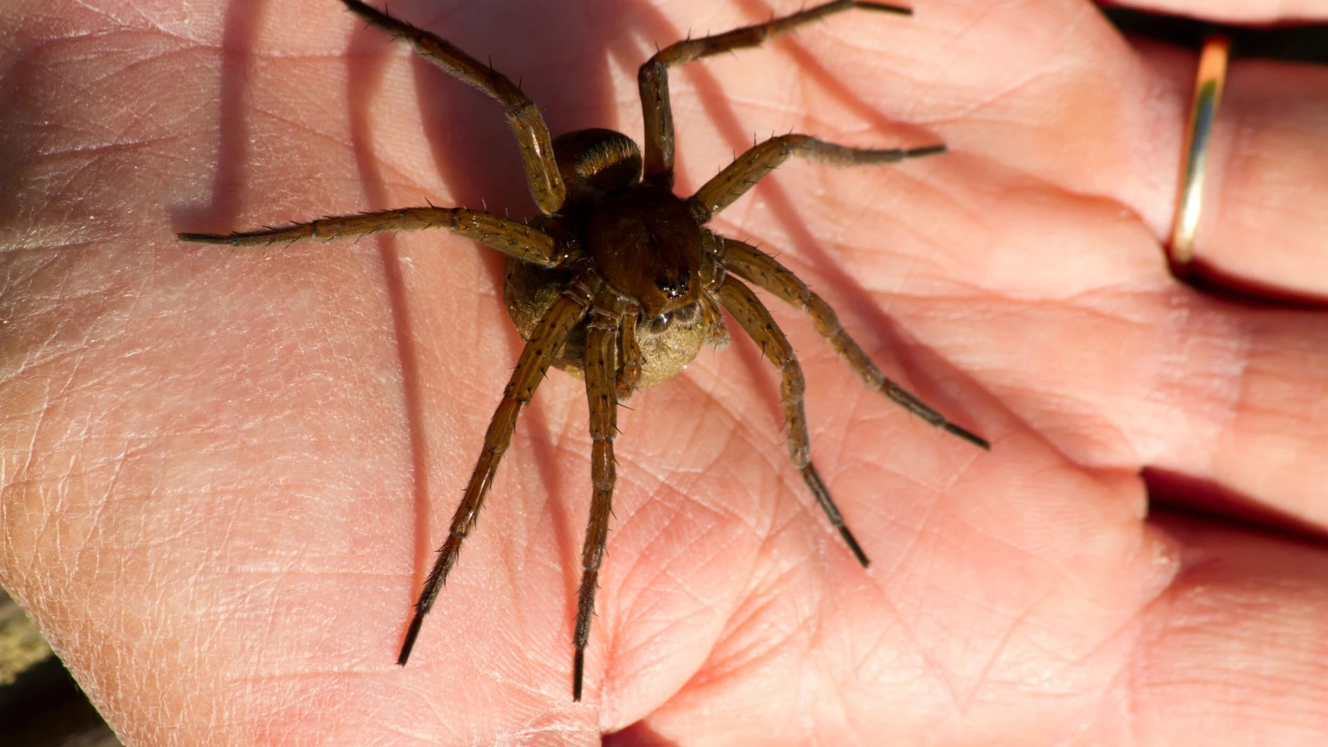 Your ultimate guide to stopping incoming home invasion of sex-crazed spiders