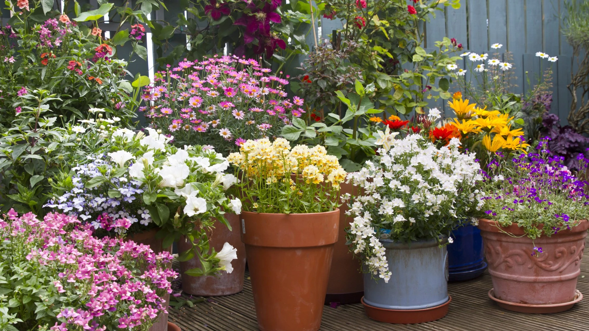 I'm a garden expert, plant these 5 post-heatwave flowers now for summer colour