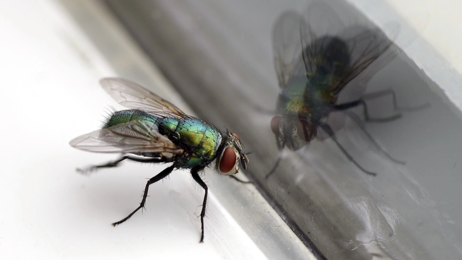 The 89p hack to keep flies out of your house during the hot weather