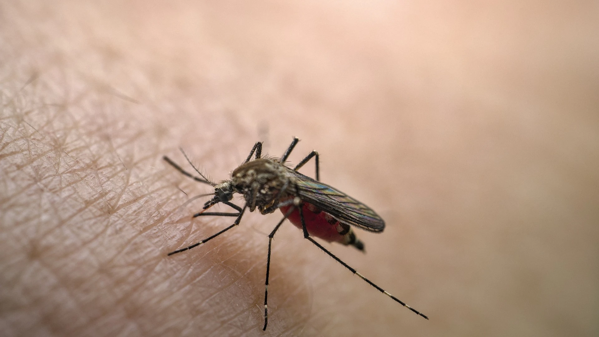 Stop mosquitoes biting you with 50p DIY trap they hate - it’s safe for your skin