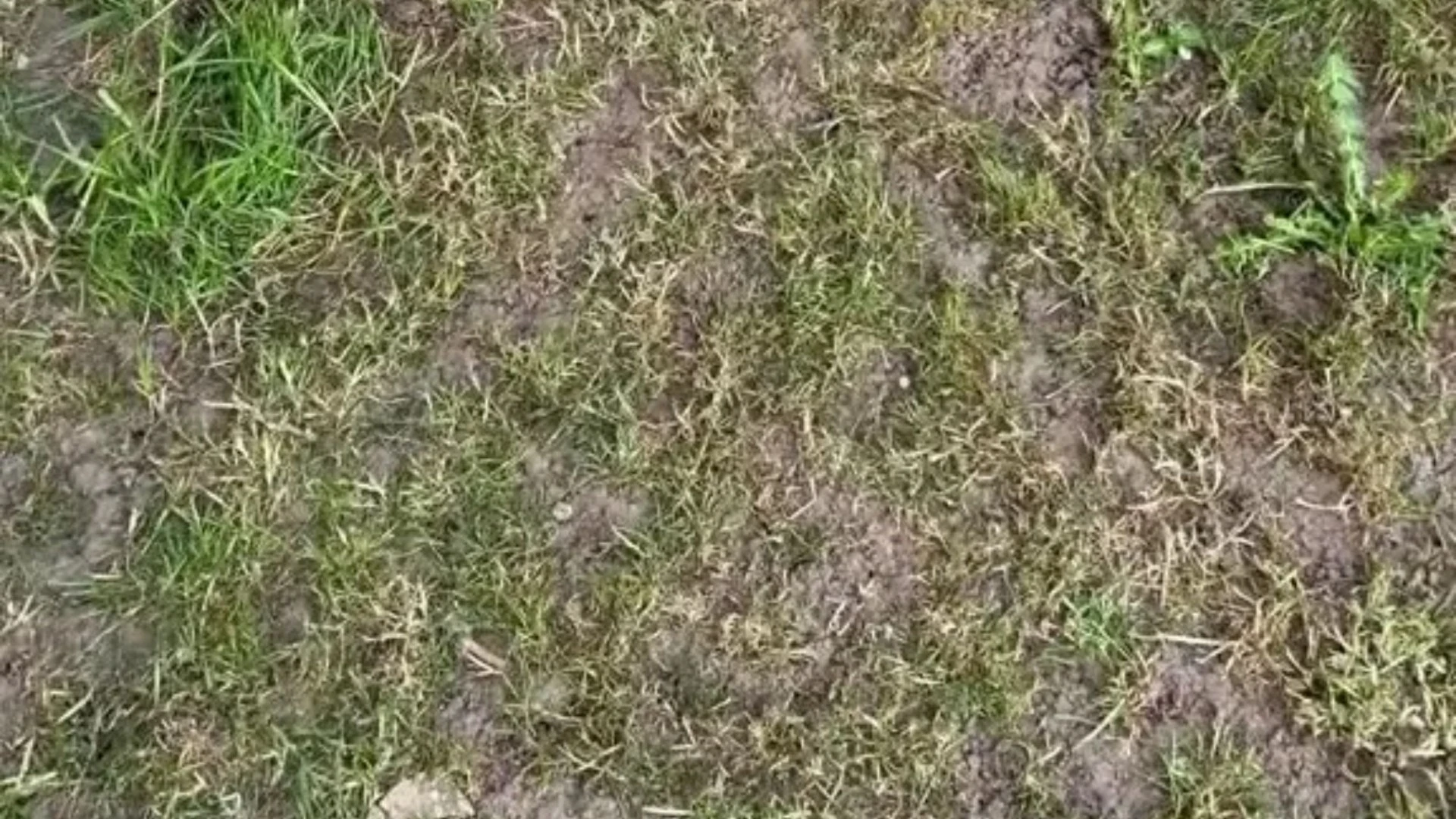My lawn was ruined by leatherjackets - the £17 buy that gets grass lush again