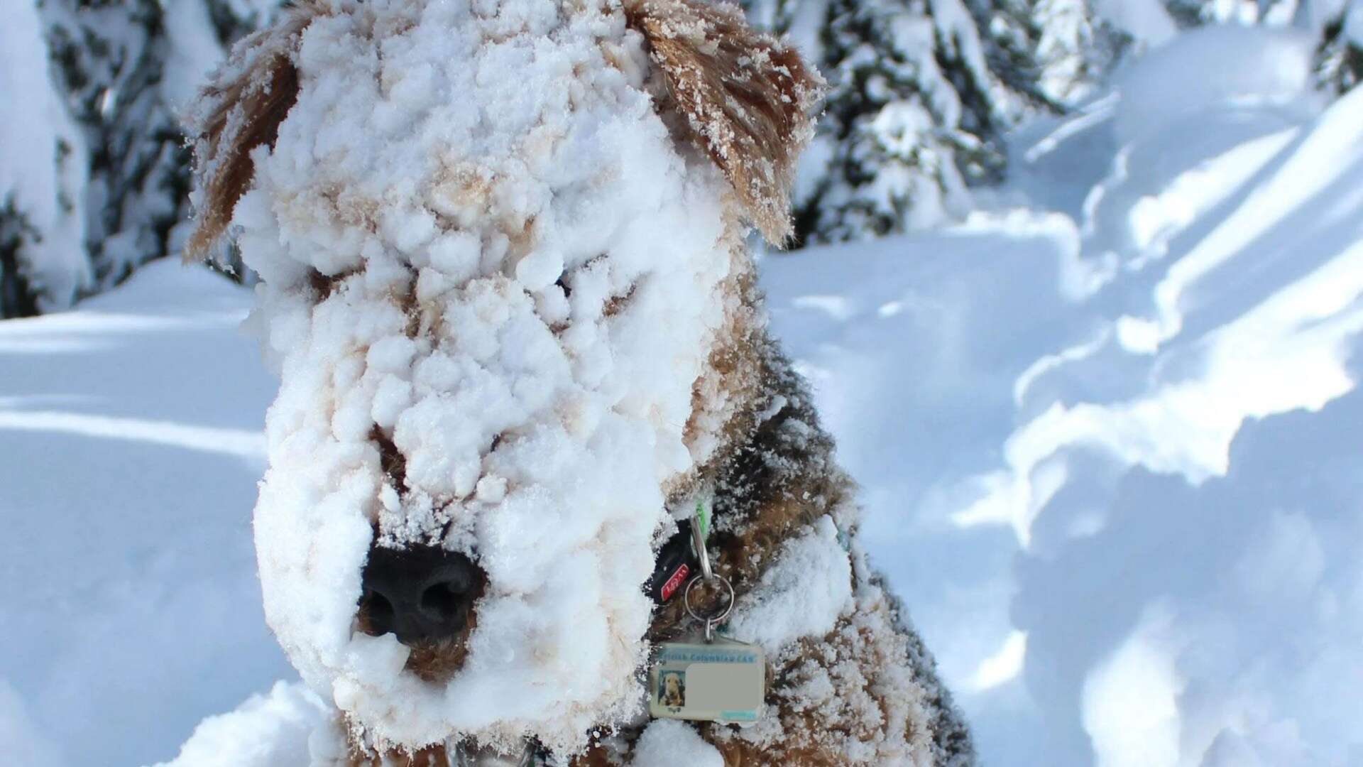 Adorable pictures show dogs making most of the snow as temperatures drop to -14c