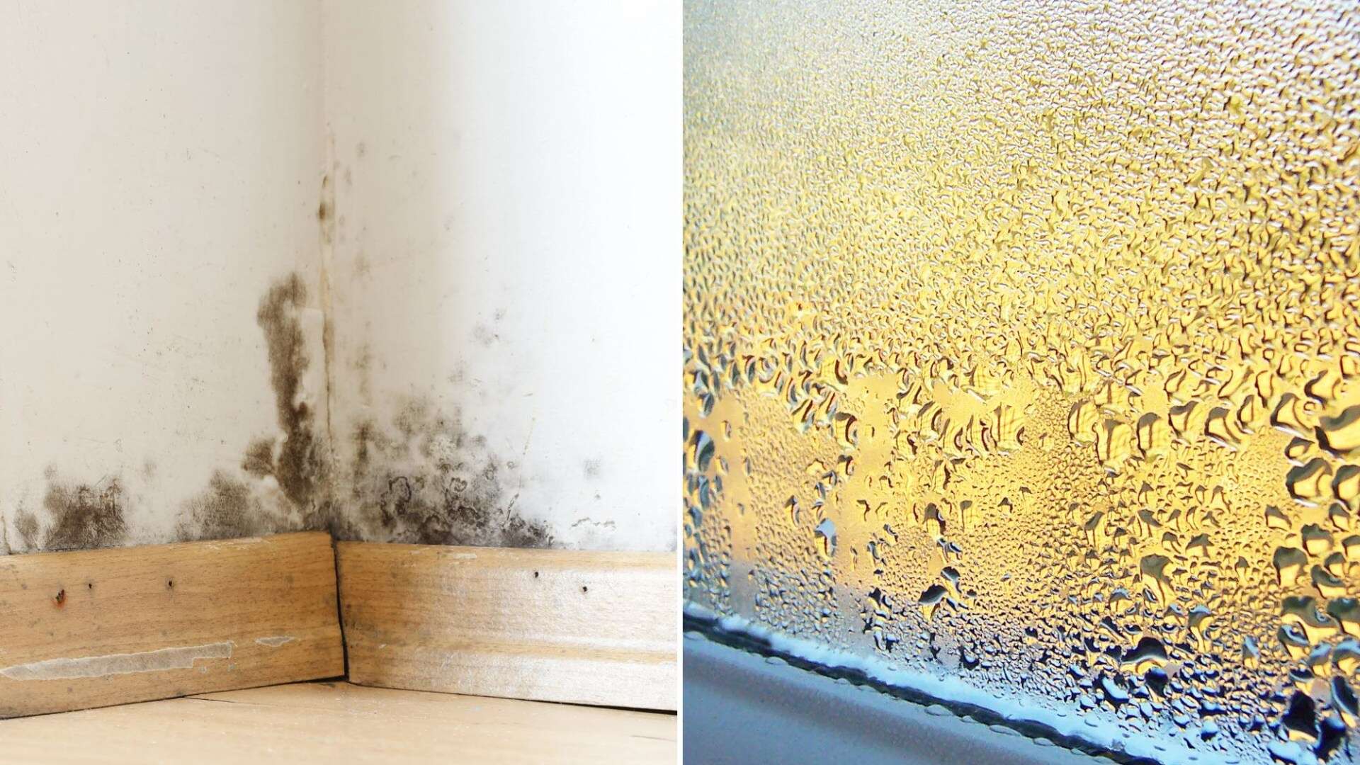 Aldi is selling £11 gadget that stops condensation, mould AND bad smells