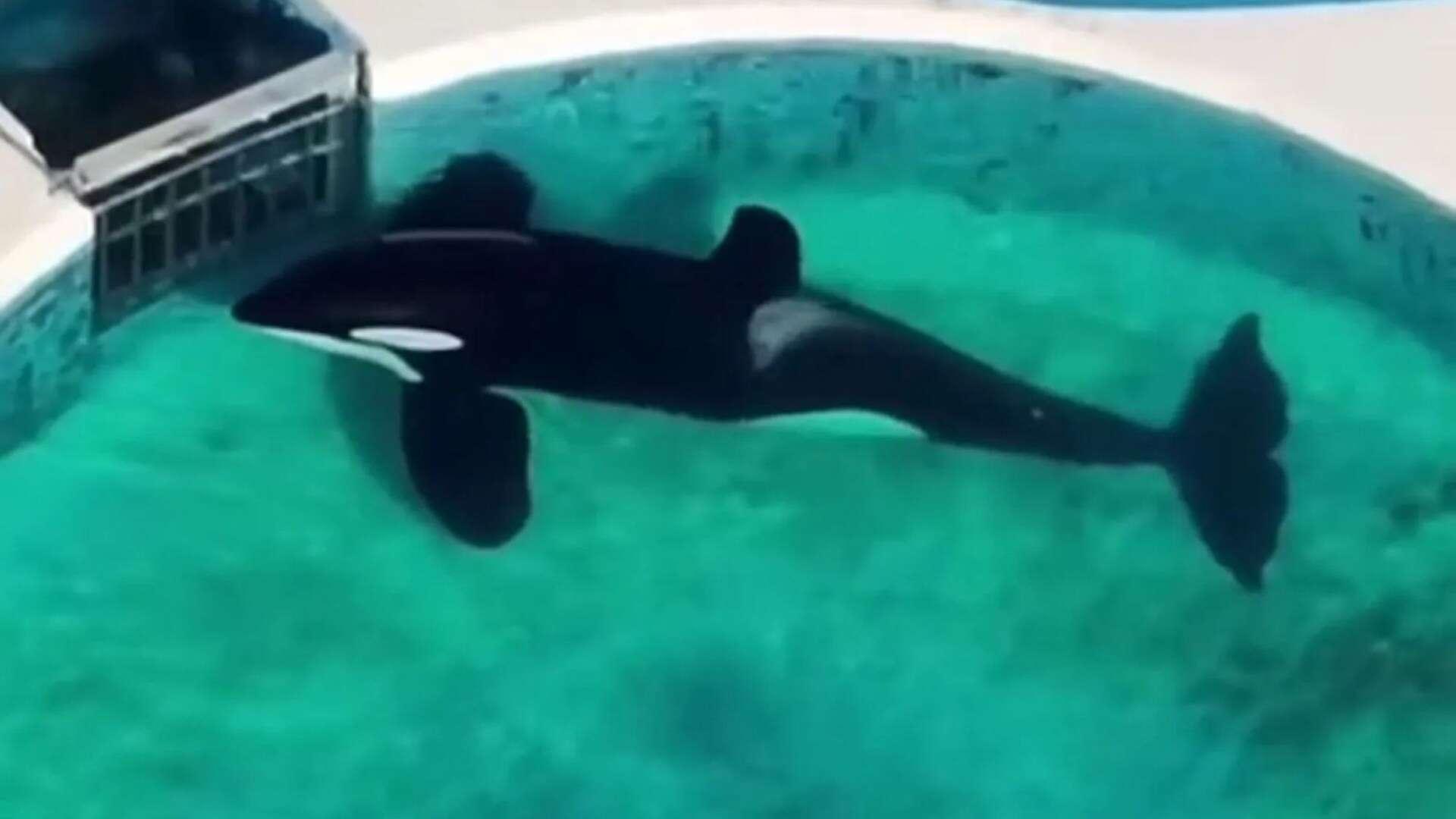 Orca has 'bent body' after 32yrs in pool as vid shows motionless whale