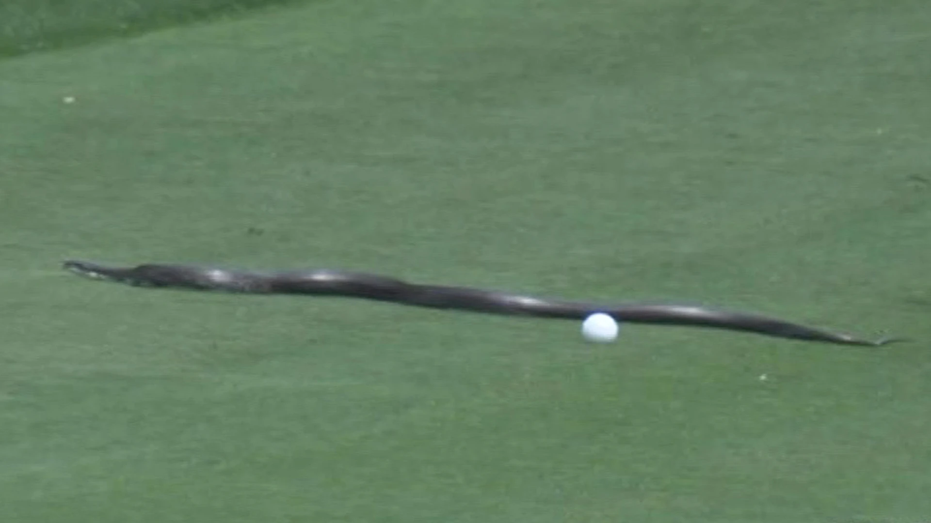 USPGA Championship official forced to shoo huge SNAKE off the course