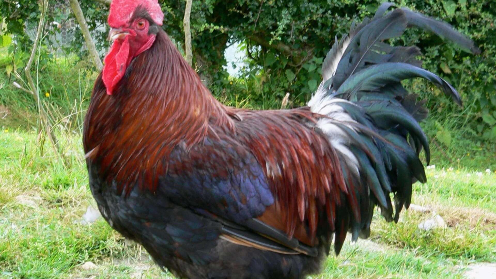 Pet owner fined £3K after noisy cockerel turns neighbourhood into 'living hell'