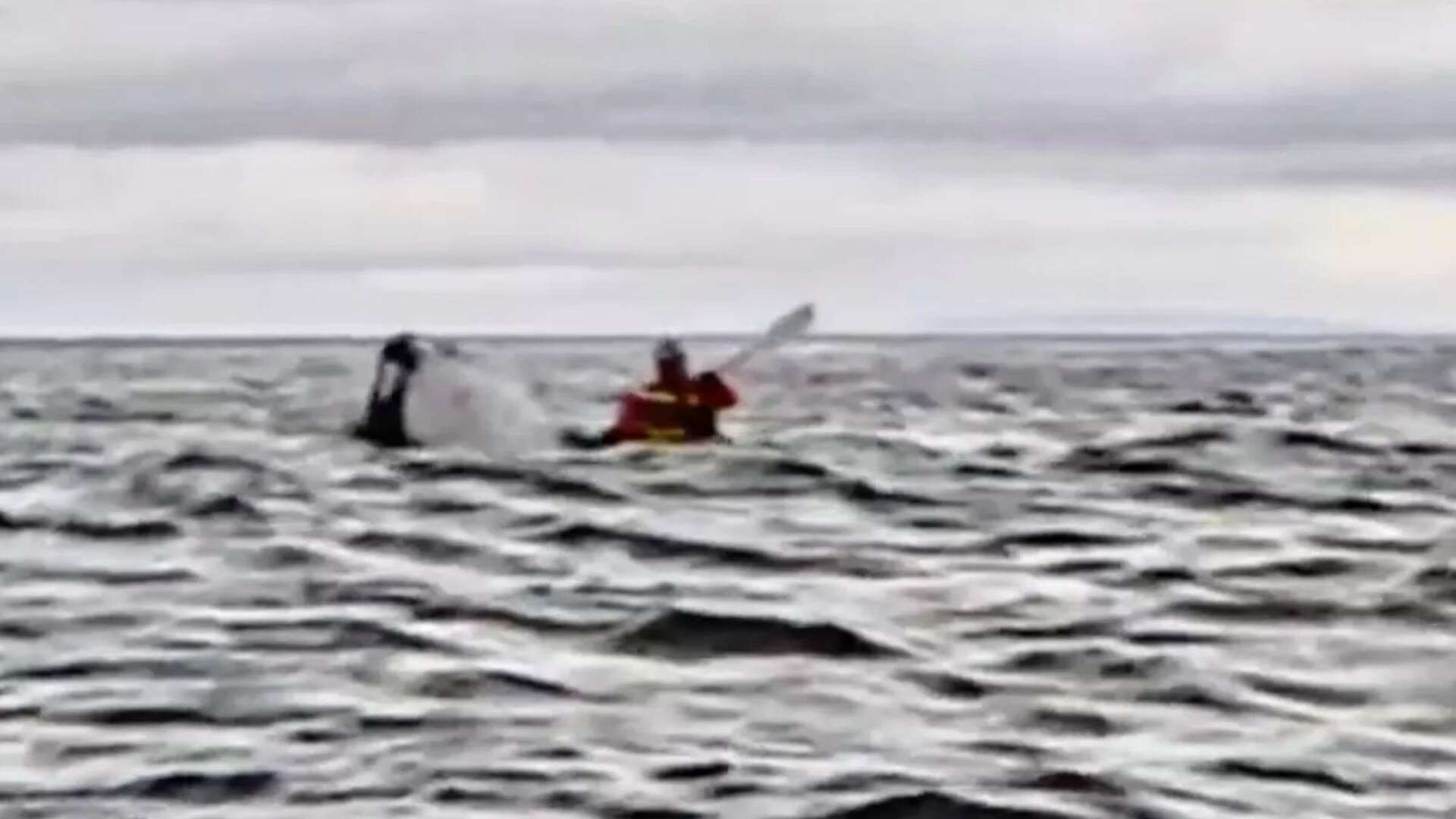 Moment kayaker is swallowed WHOLE by humpback whale before being spat out