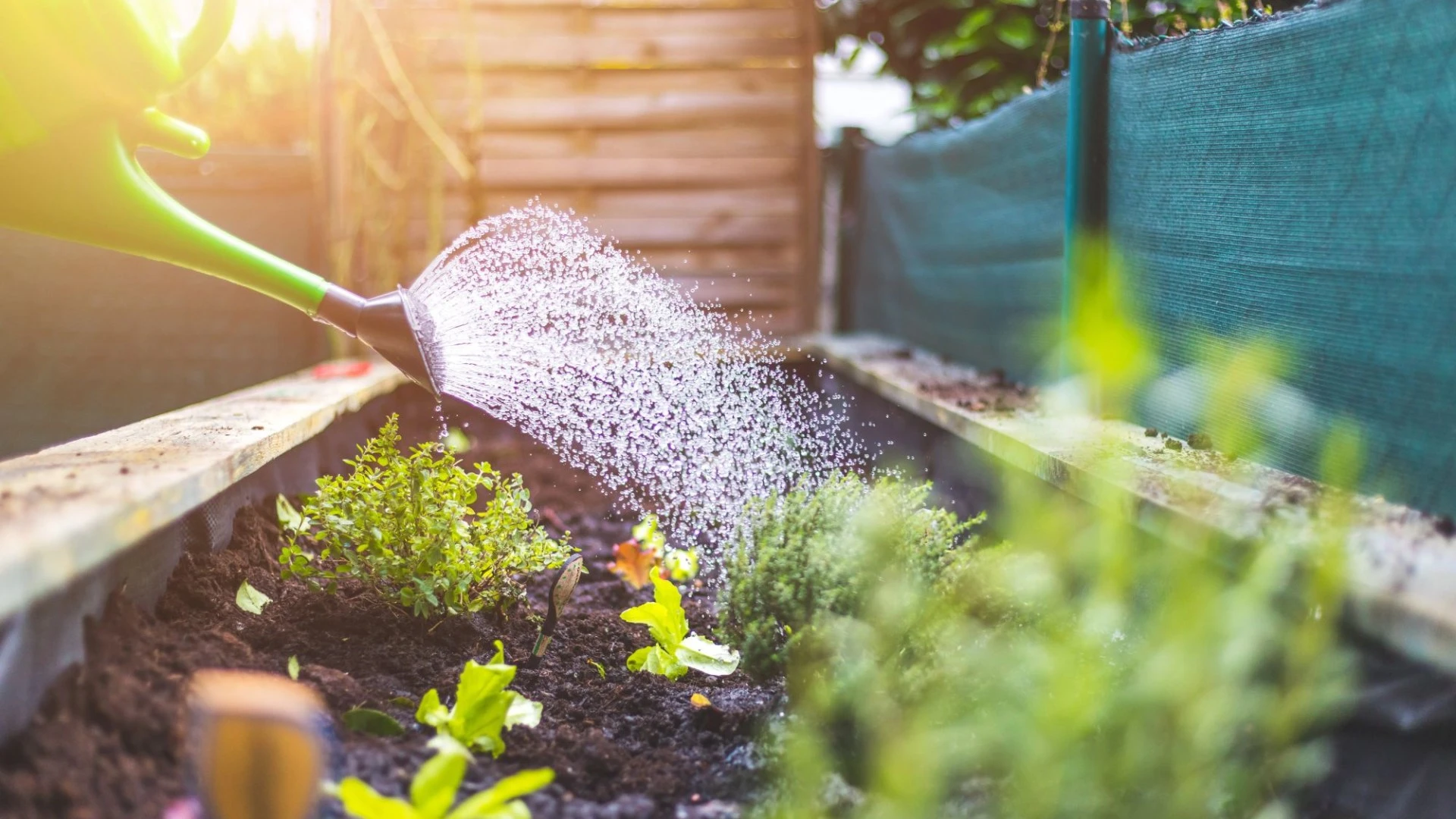 You might be silently killing your garden through an easily avoidable mistake
