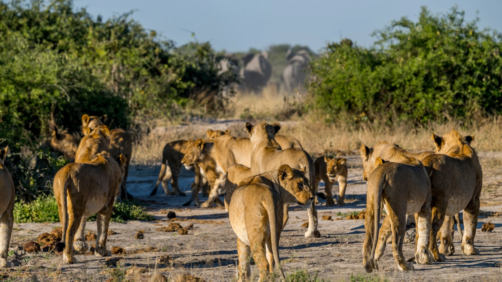 Two rally drivers escape lions after Land Rover gets stuck in mud in Africa