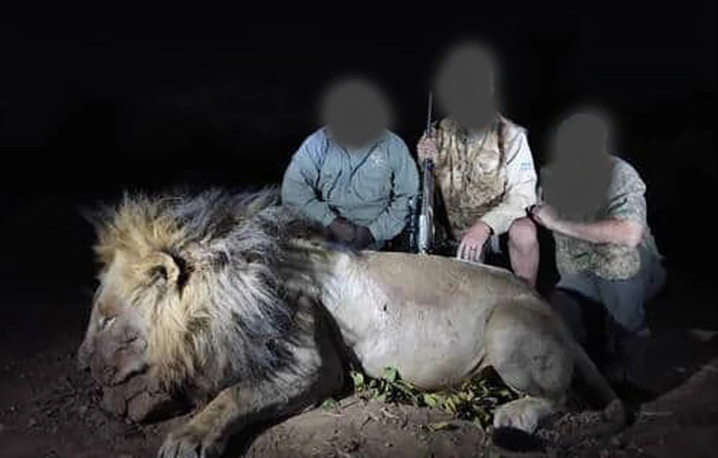 Legendary lion Blondie is shot dead by a sick trophy hunter in £35k kill