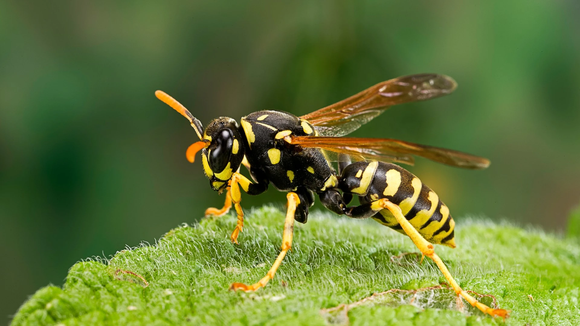 The easy cotton wool hack that keeps wasps out of your home this summer