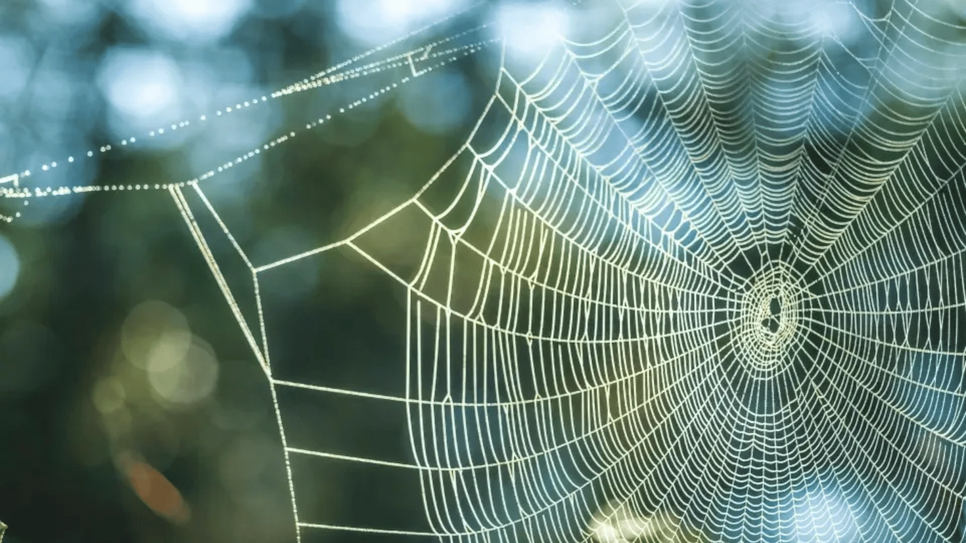 Stop spiders before they invade your home, 3 tips to keep them out your garden