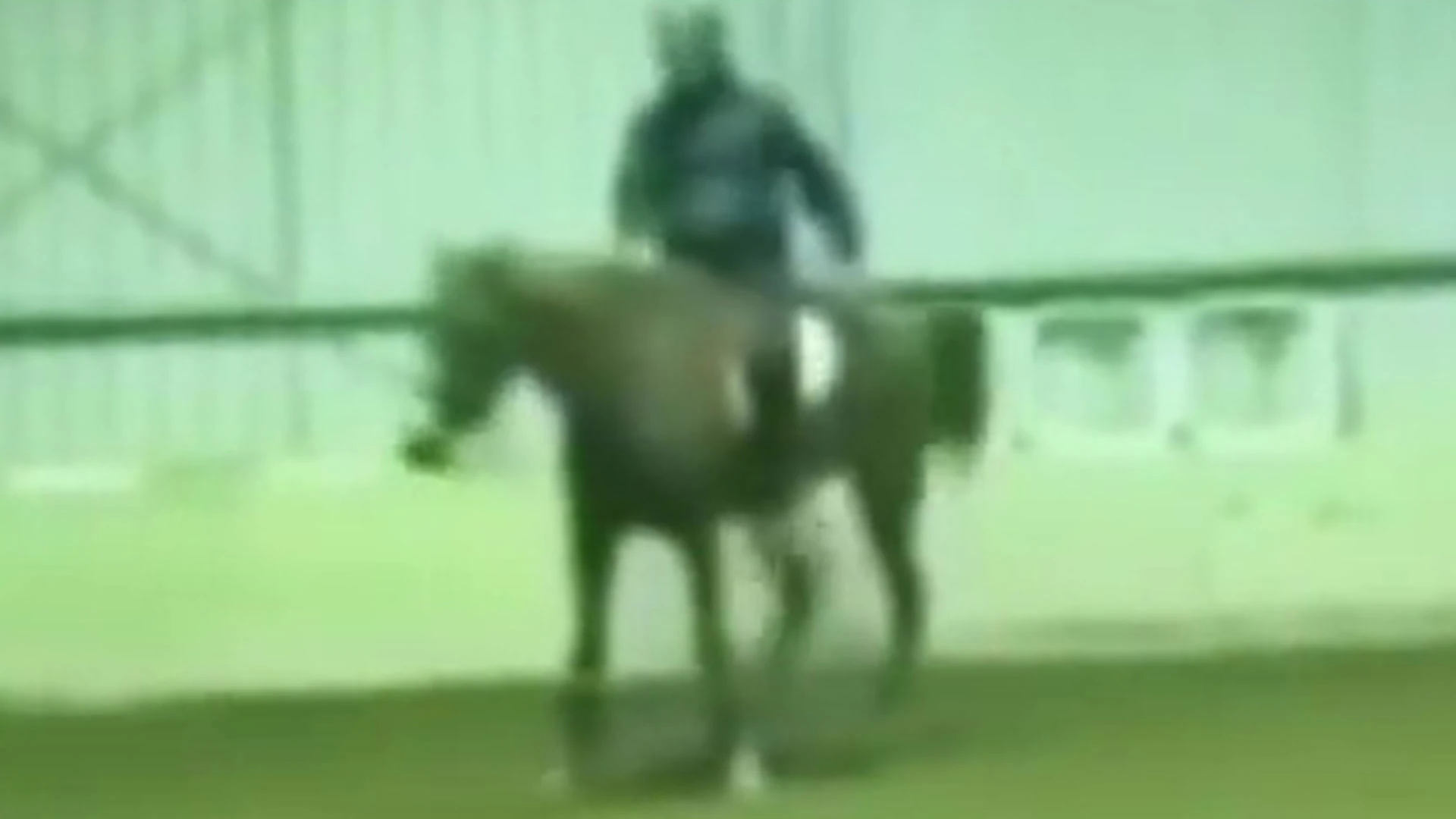 Olympic rider, 66, banned after striking horse '40 times' in 'awful video'