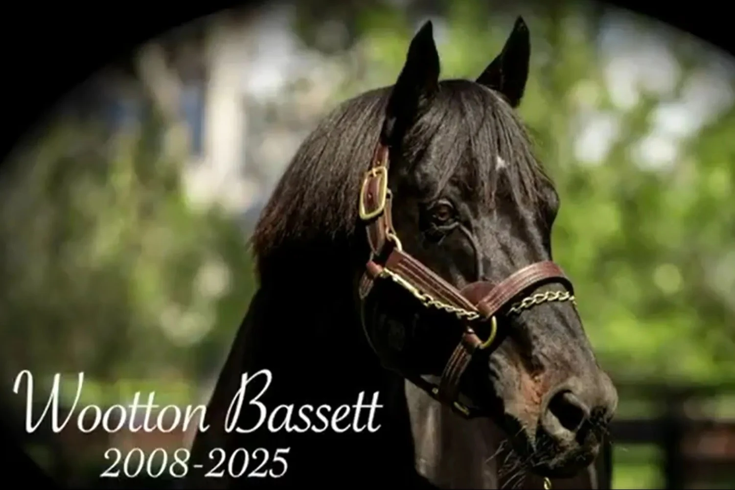 Legendary stallion Wootton Bassett dead at 17 after 'deteriorating rapidly'