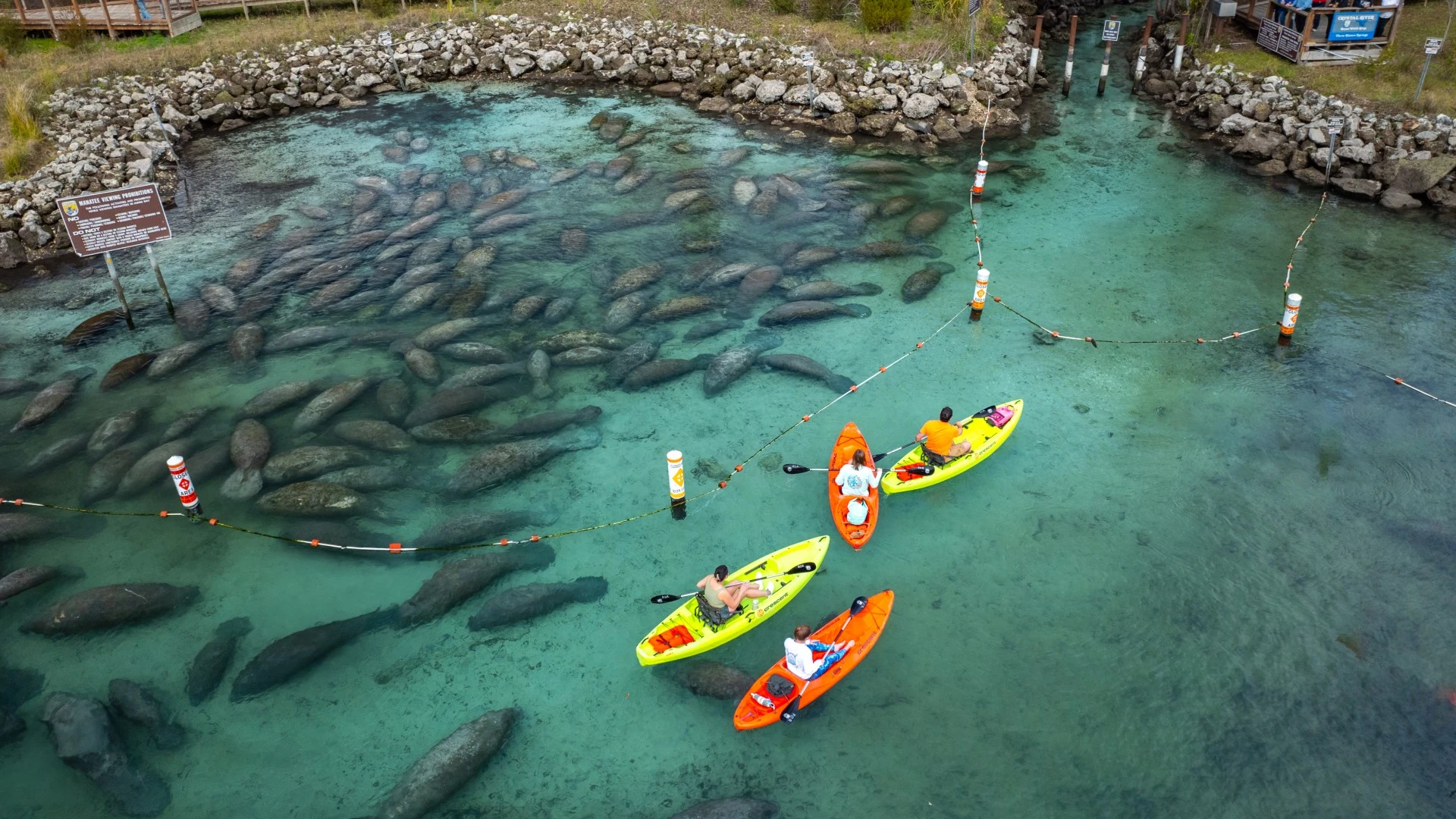 Manatee spotting, mermaid shows and airboat rides: top Florida experiences