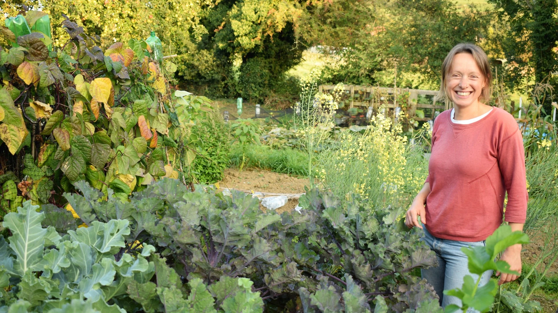 Garden pro's £3 B&Q's plant flowers from now to end of summer & bees love it