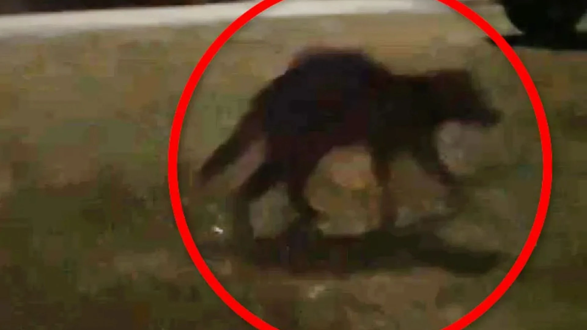 Mythical 'chupacabra' caught on film - & experts baffled by mystery beast