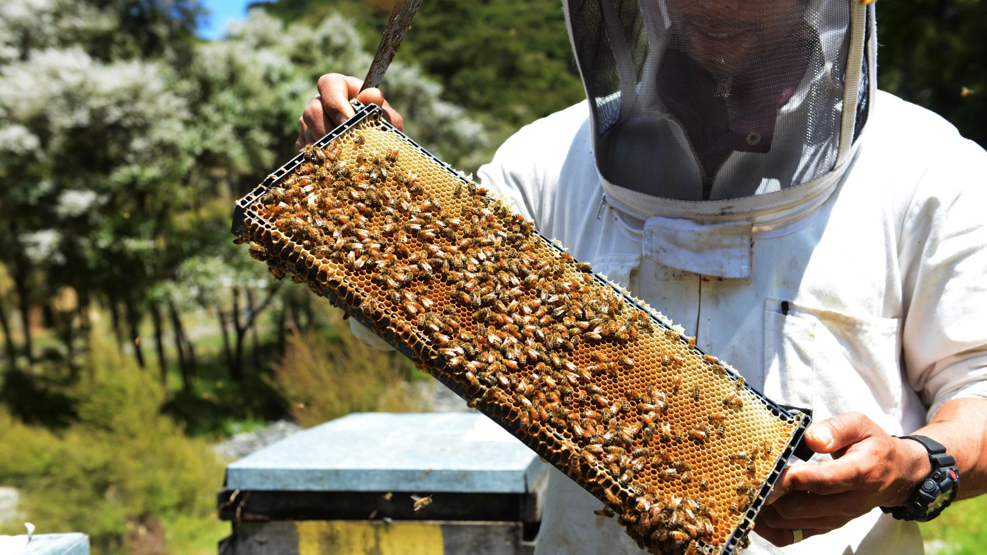 Furious residents 'trapped in their homes' thanks to neighbour's beehives