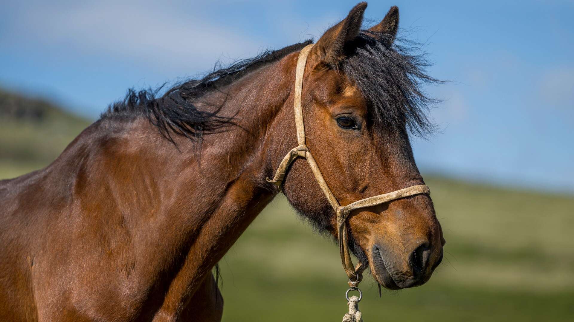 Bird flu spreads to horses - raising fears of new strains spreading to humans