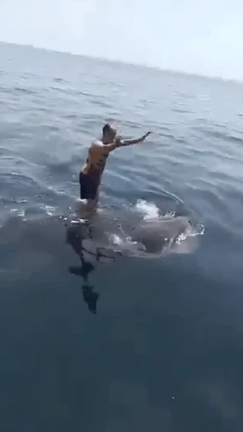 Terrifying moment idiot thrillseeker surfs and dances on top of SHARK