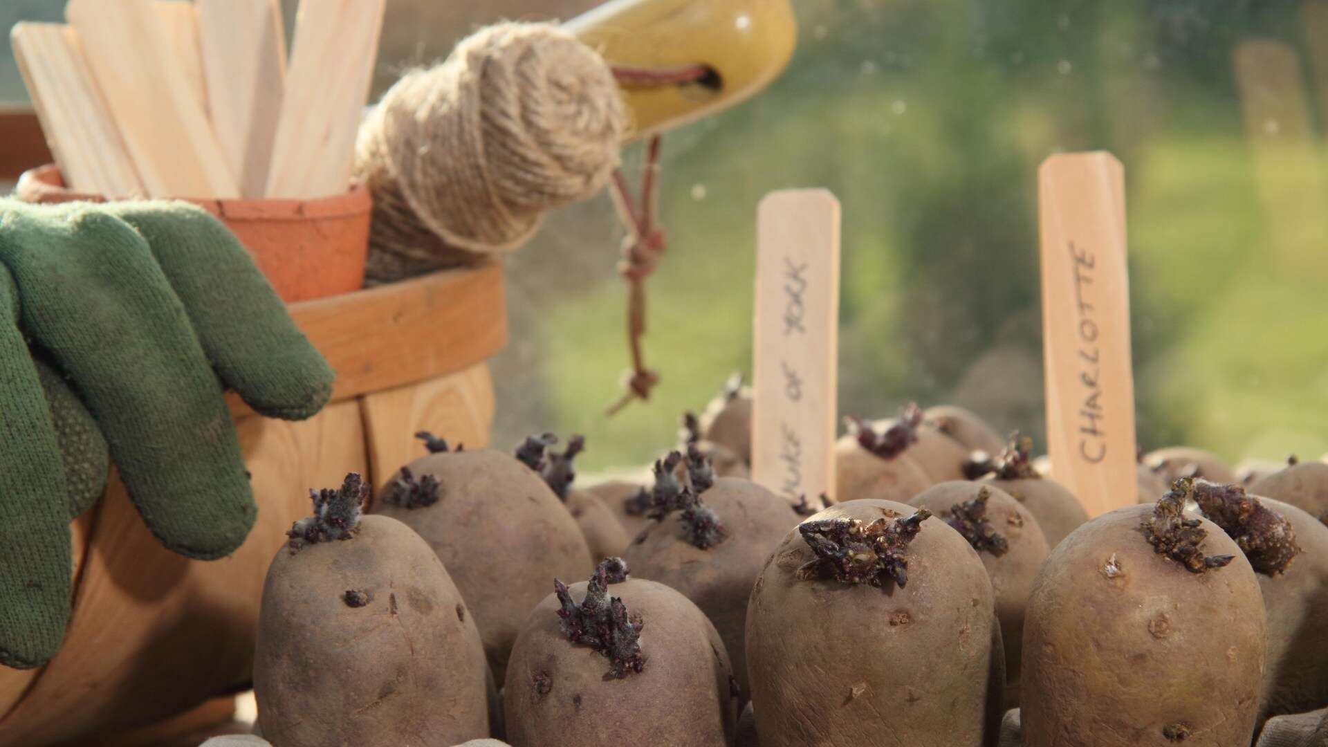 I'm a gardening pro - my lazy 'no work' £3.99 potato hack is a game changer