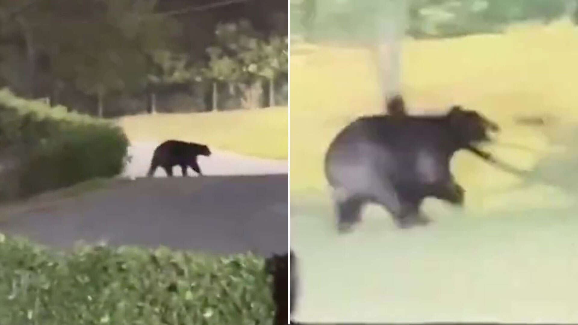 Terrifying moment monstrous bear invades Premier League winner's garden