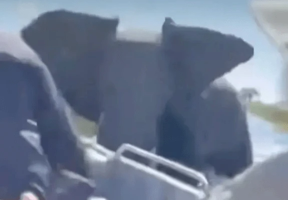 Brit tourists’ terror as mum ELEPHANT nearly sinks boat in croc-infested river