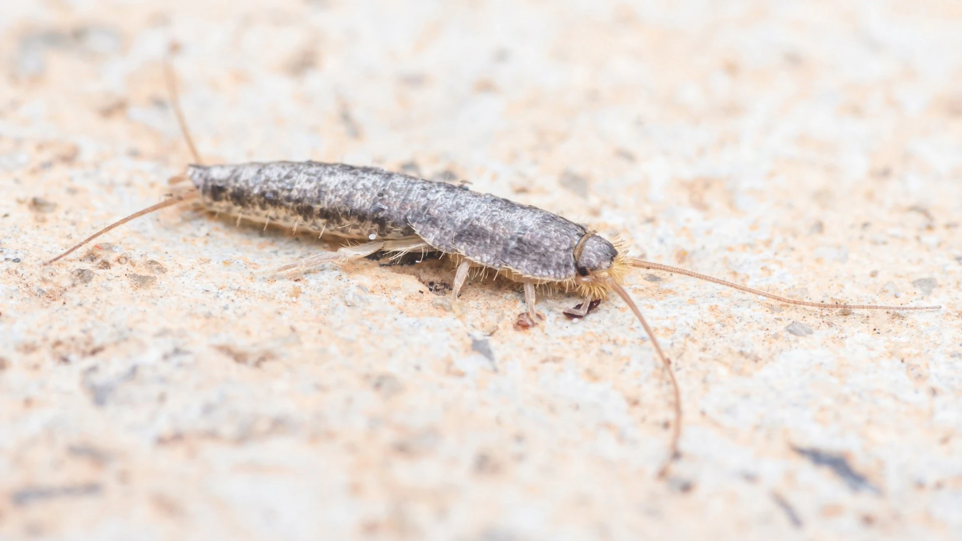 The 68p kitchen item that keeps an annoying pest out of your home this summer