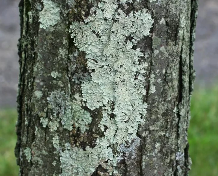 Rare 'master of disguise' spider is seen lurking in UK - would YOU spot it?