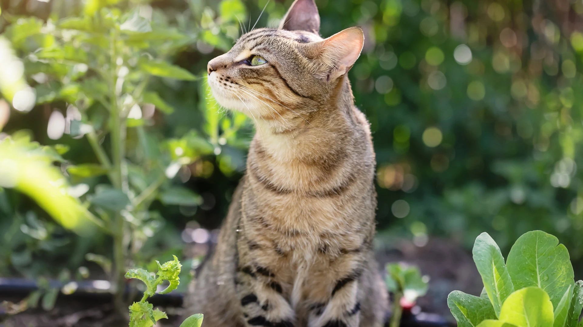 Gardeners urged to scatter 50p fruit over lawn to keep out neighbours' cats out