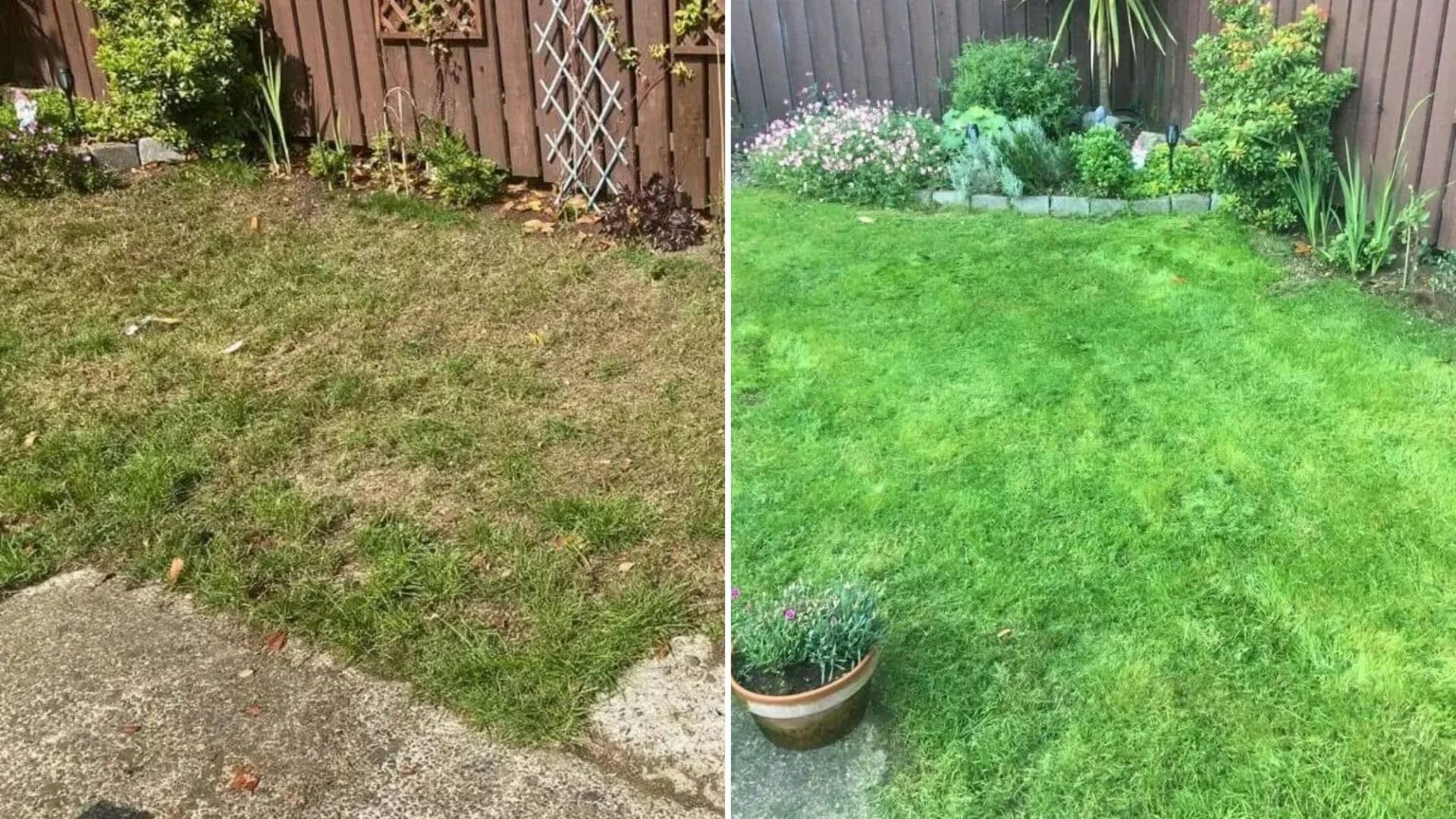 My lawn was brown & patchy - a £4.99 Home Bargains buy got it lush & green