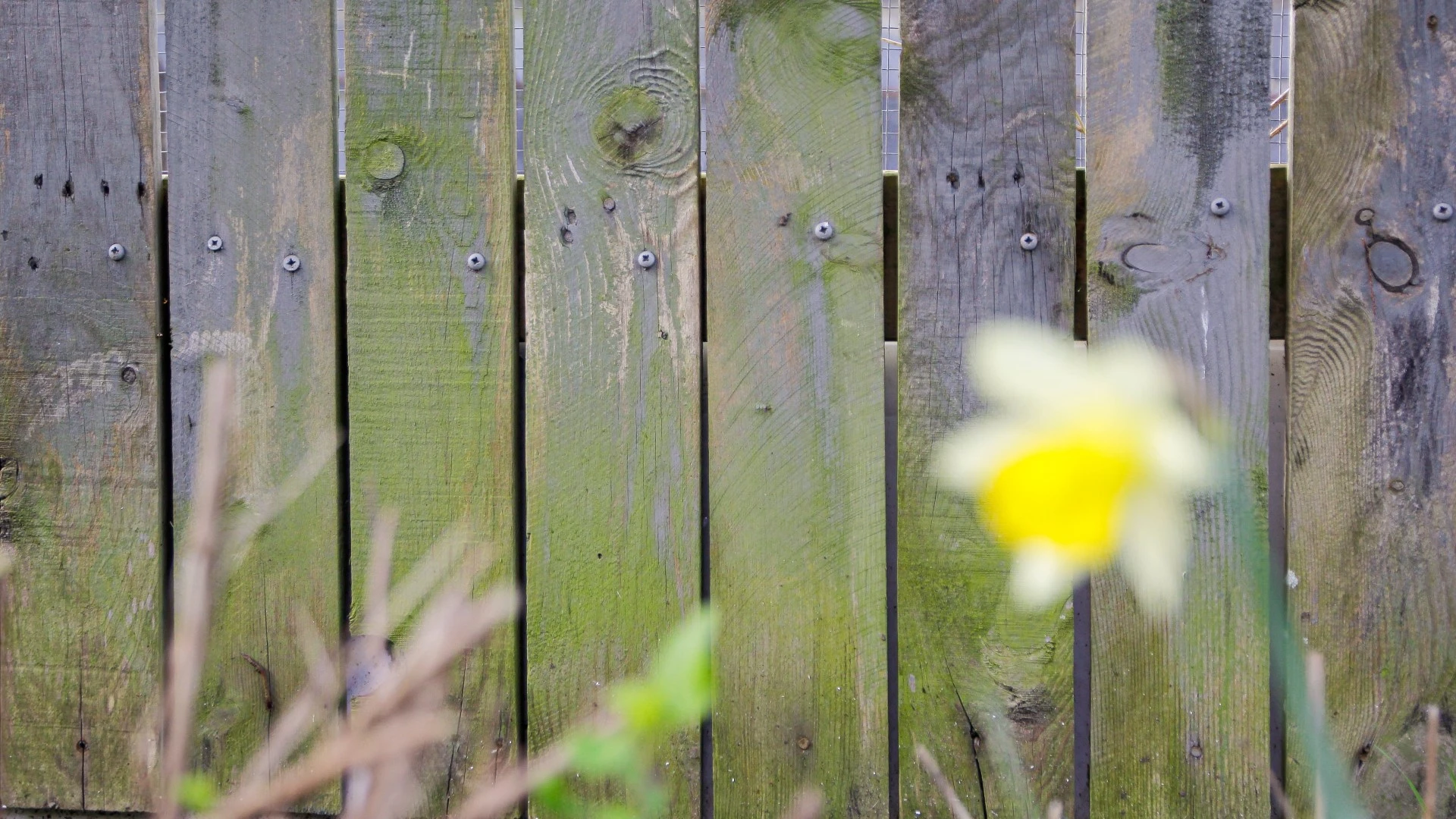 My two-step solution will banish green algae on fences & stop it coming back