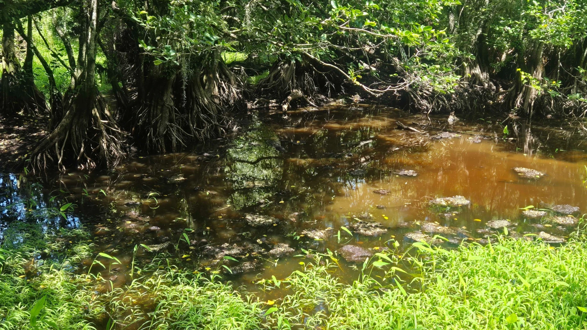You have the eyes of a hawk if you spot the alligator hiding in this swamp