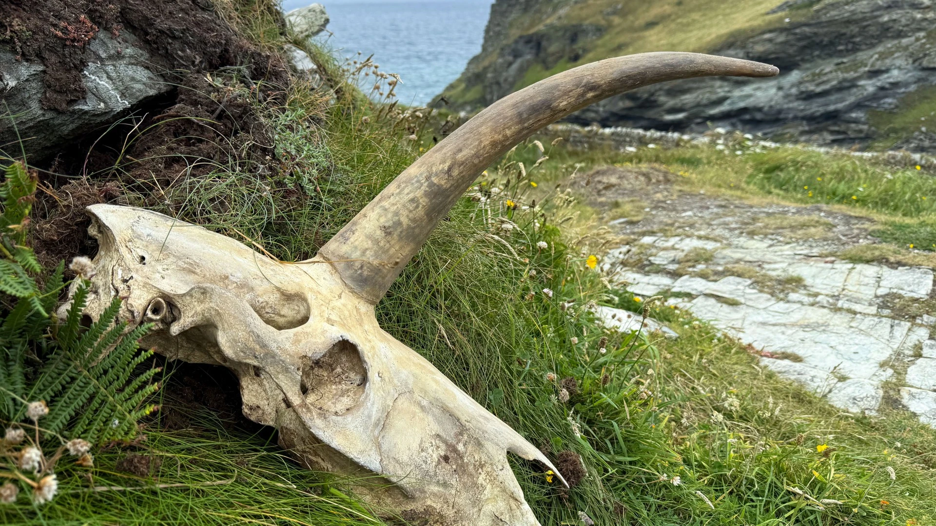New twist in mystery of ‘UNICORN’ skull as officials warn it was removed ILLEGALLY