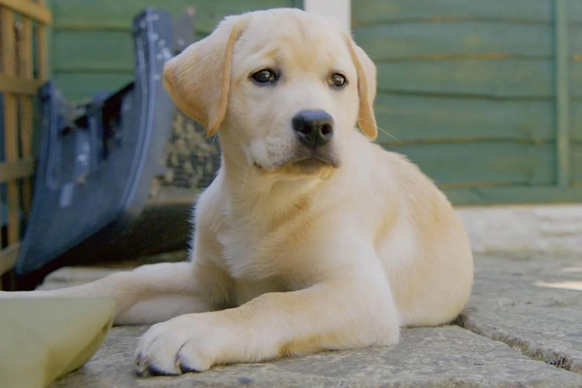 PUPPY LOVE Who is the narrator on Channel 5 series Our New Puppy?