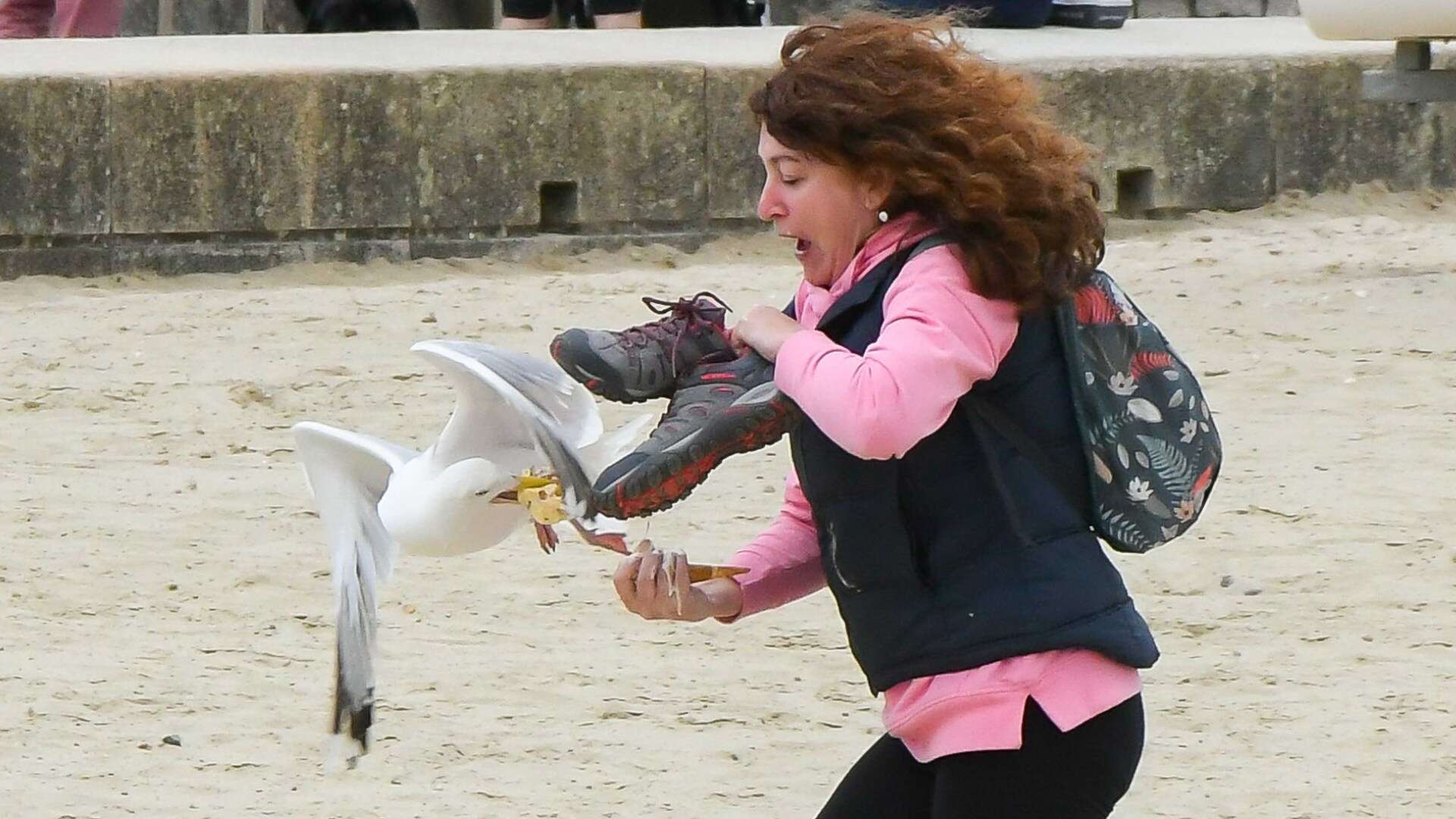 Best way to stop gulls nicking chips is by 'staring at them in eyes'