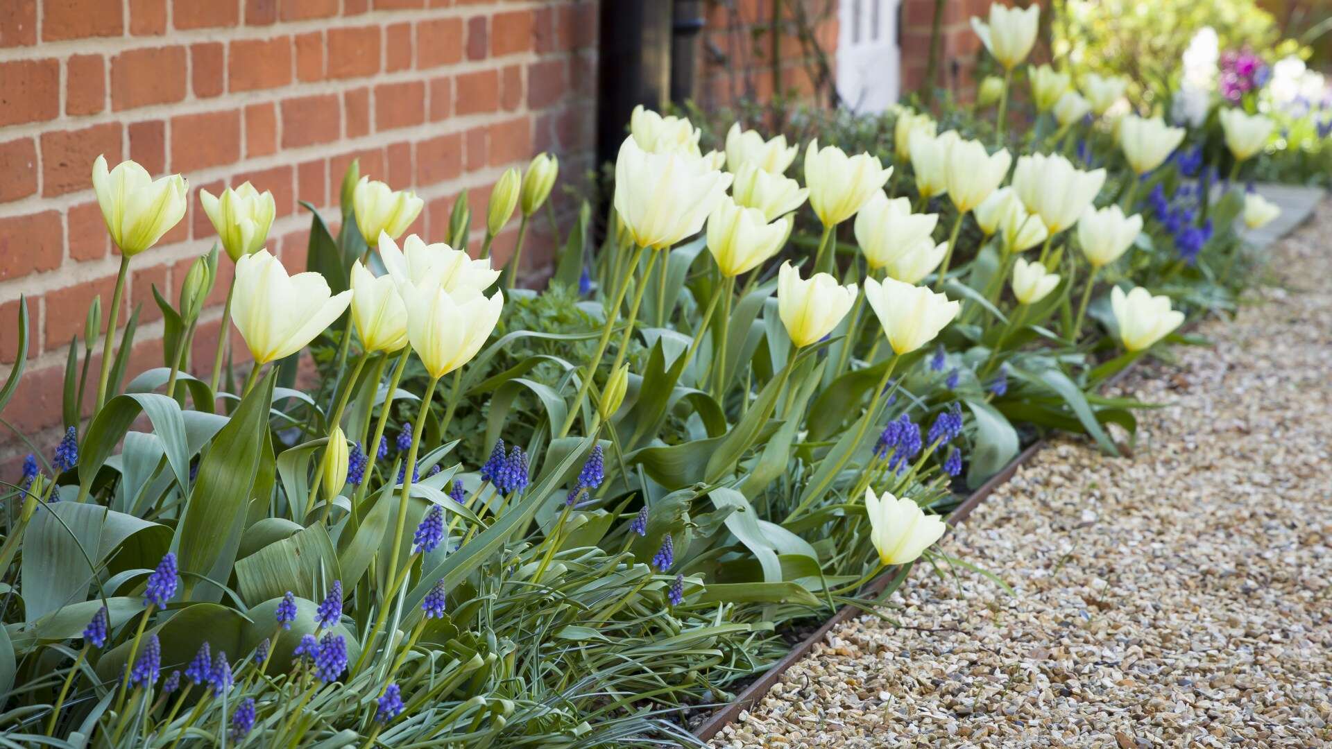 Tulips will bloom beautifully if you plant them now & follow major depth rule