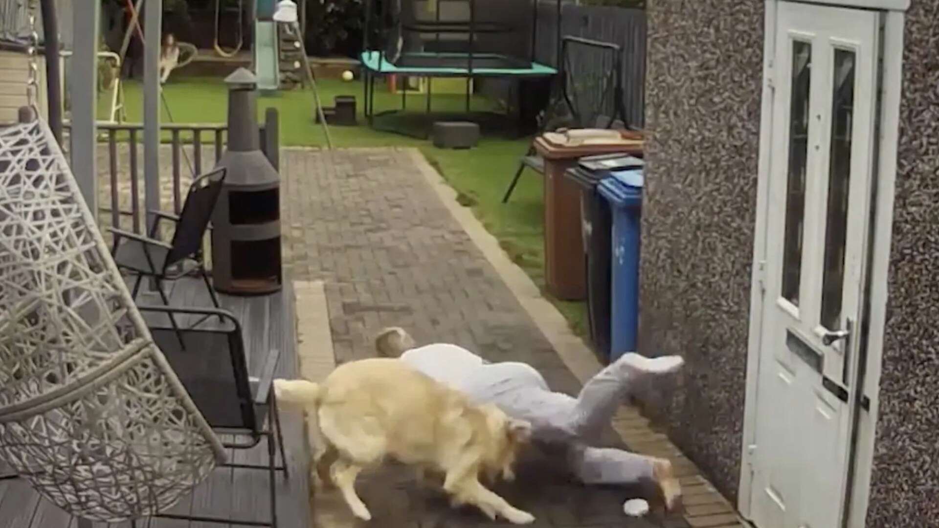 Moment pup sends grandma flying after barrelling into her in bid to catch his ball