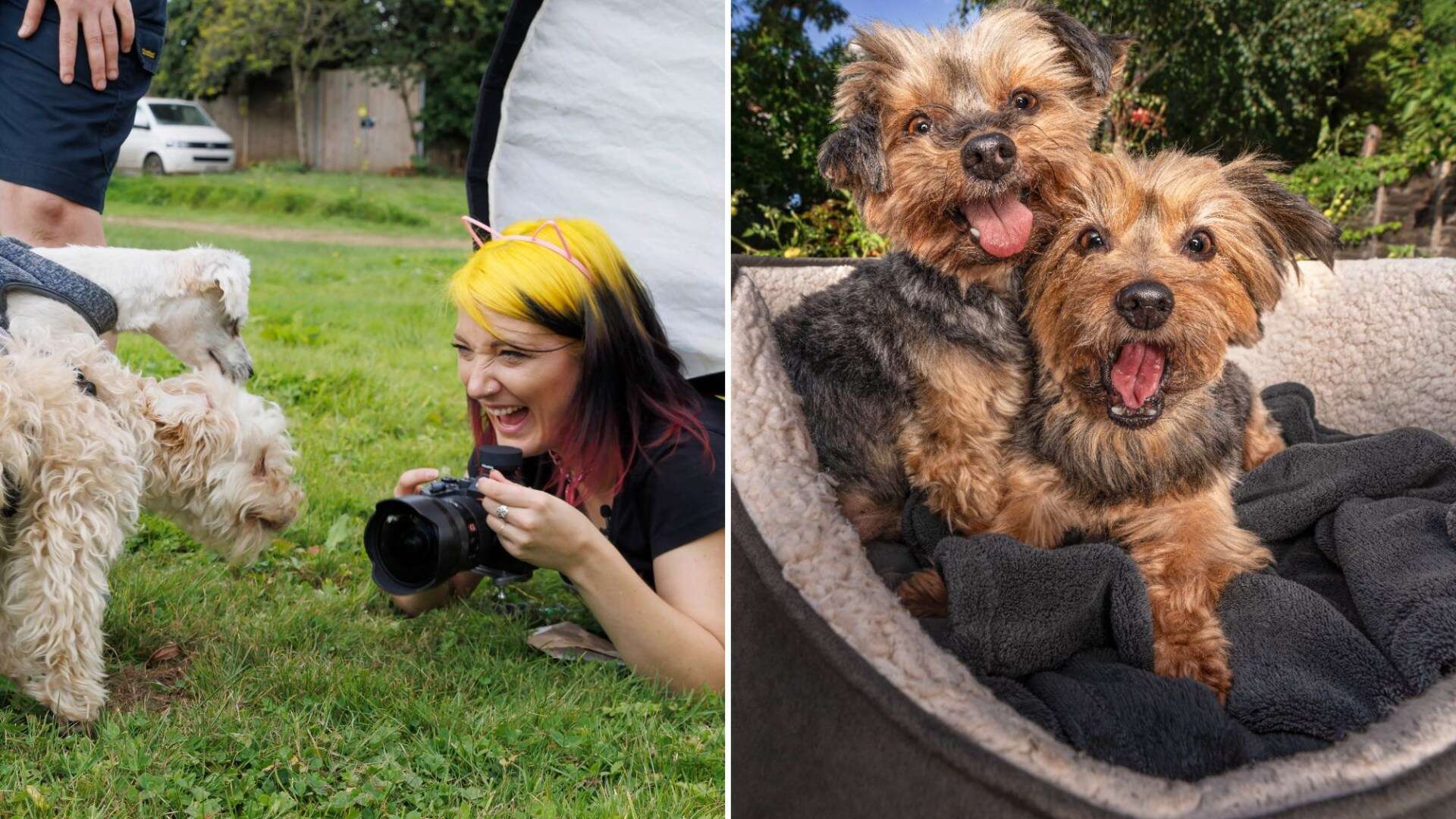 See pics of the glam photoshoot ‘ugly’ dogs are treated to so they’ll be adopted