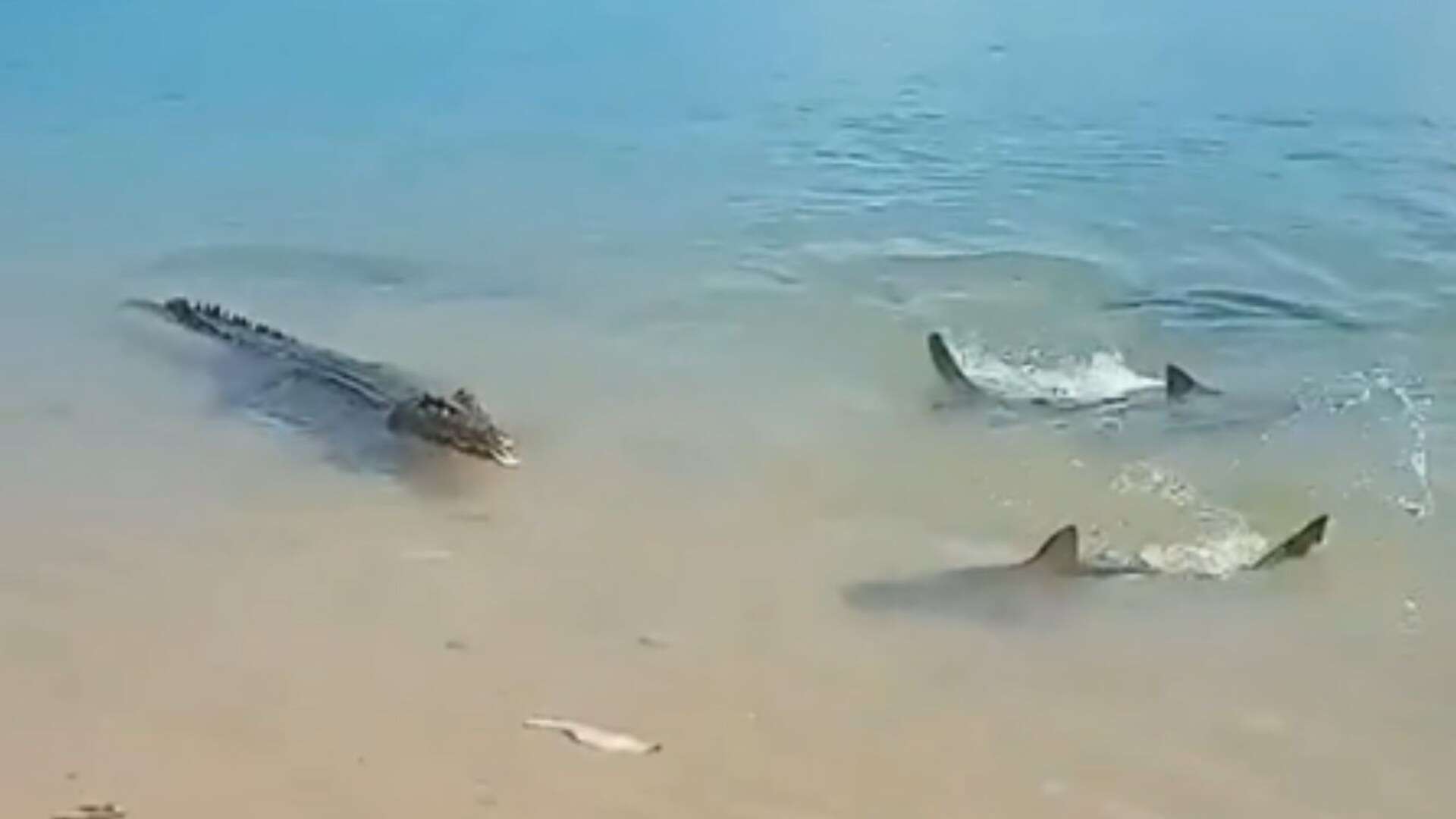 Moment croc takes on gang of SHARKS in battle to be king of the beach