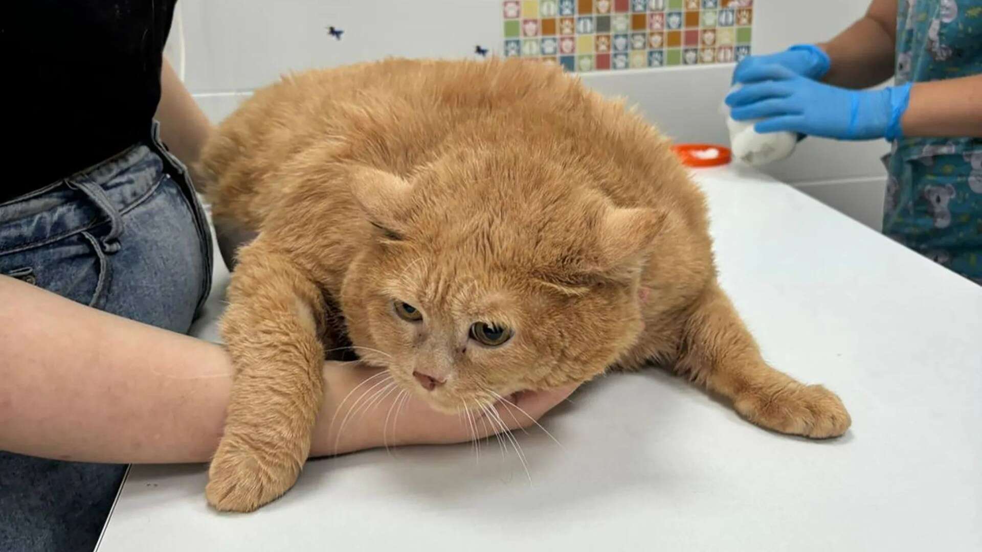 World’s fattest cat who weighed 38lbs loses 1st kilo after weeks in fat camp