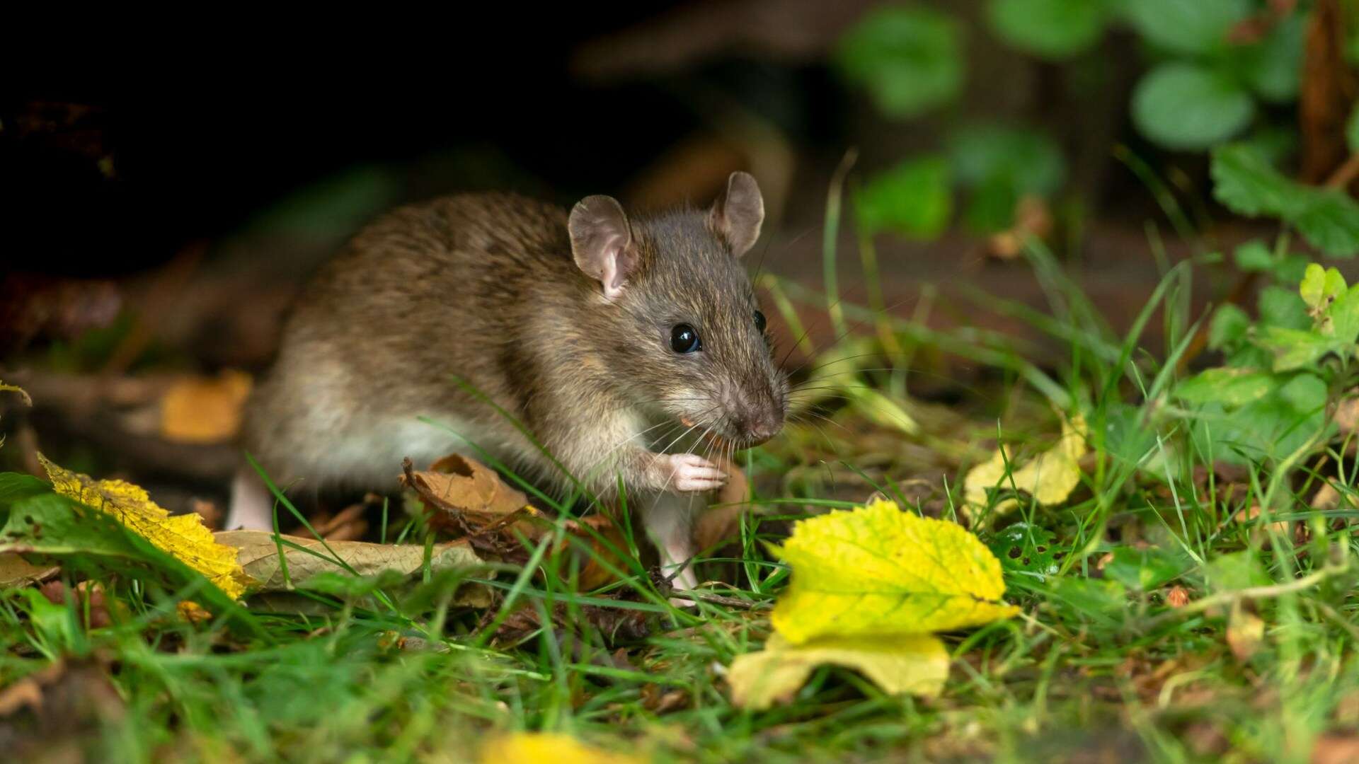 I'm a gardening expert and my 24p hack will keep rats out of your garden