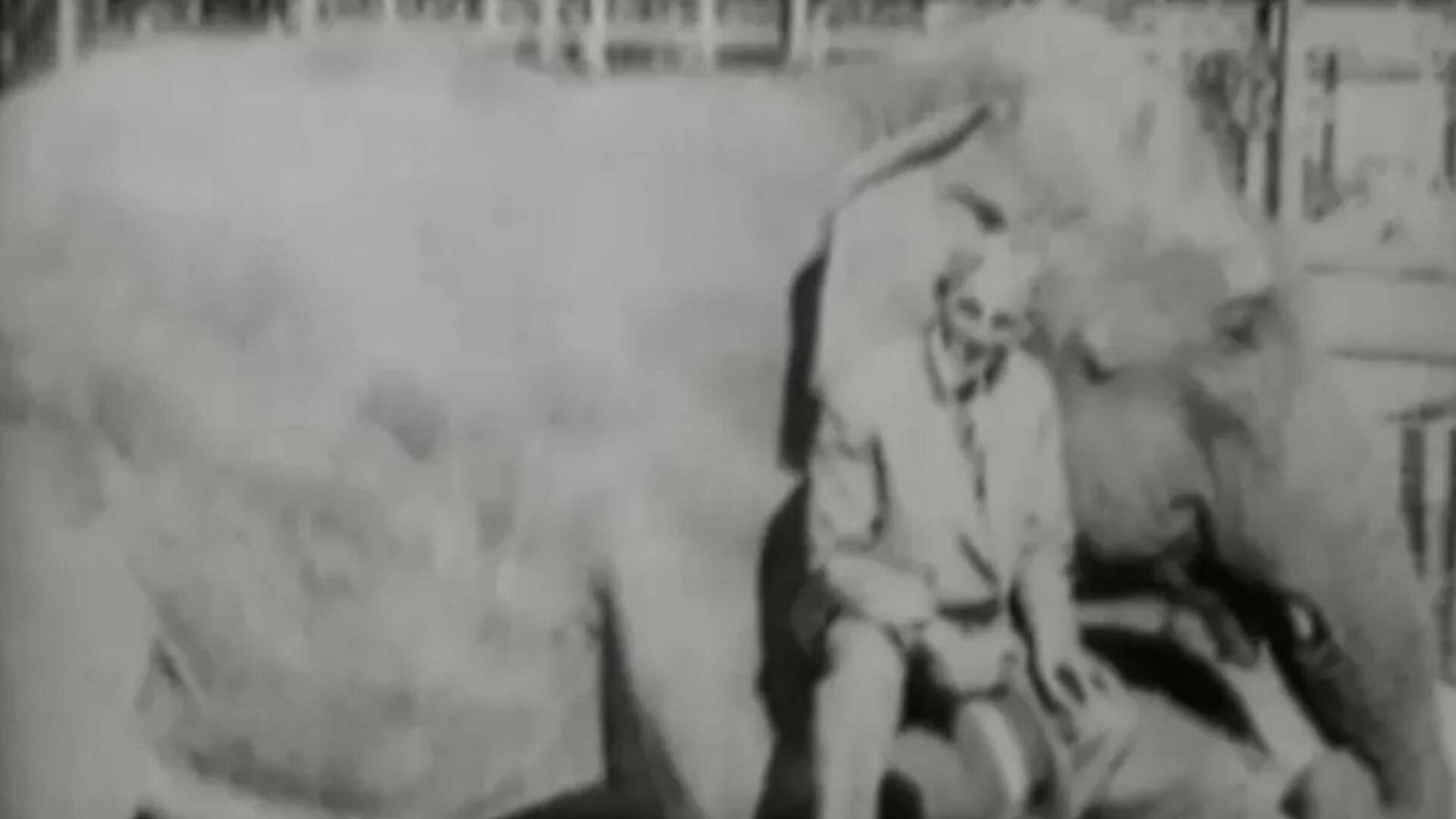 Harrowing tale of 5-ton elephant who was EXECUTED for attacking trainer