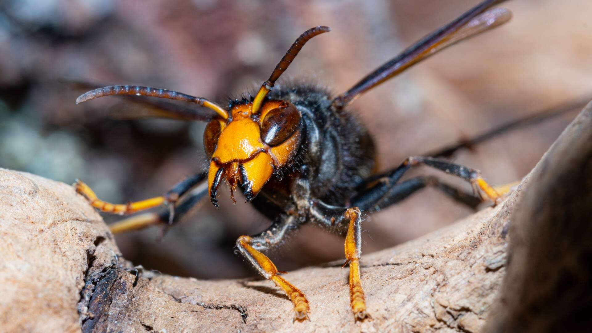 Fresh Asian Hornet warning after attack left woman DEAD & four in hospital