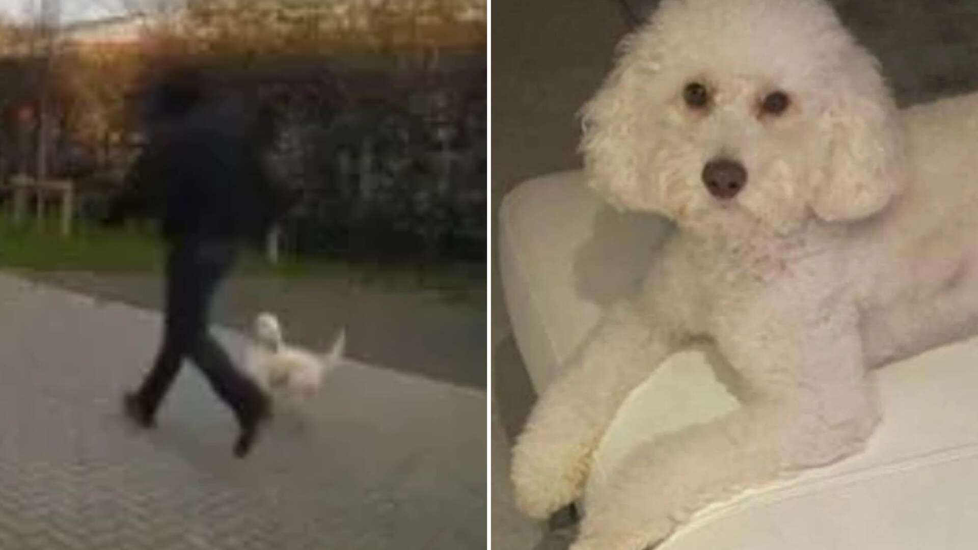 Moment dognapper swipes cockapoo from driveway as it grapples for freedom